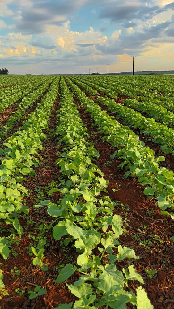 Canola en crecimiento