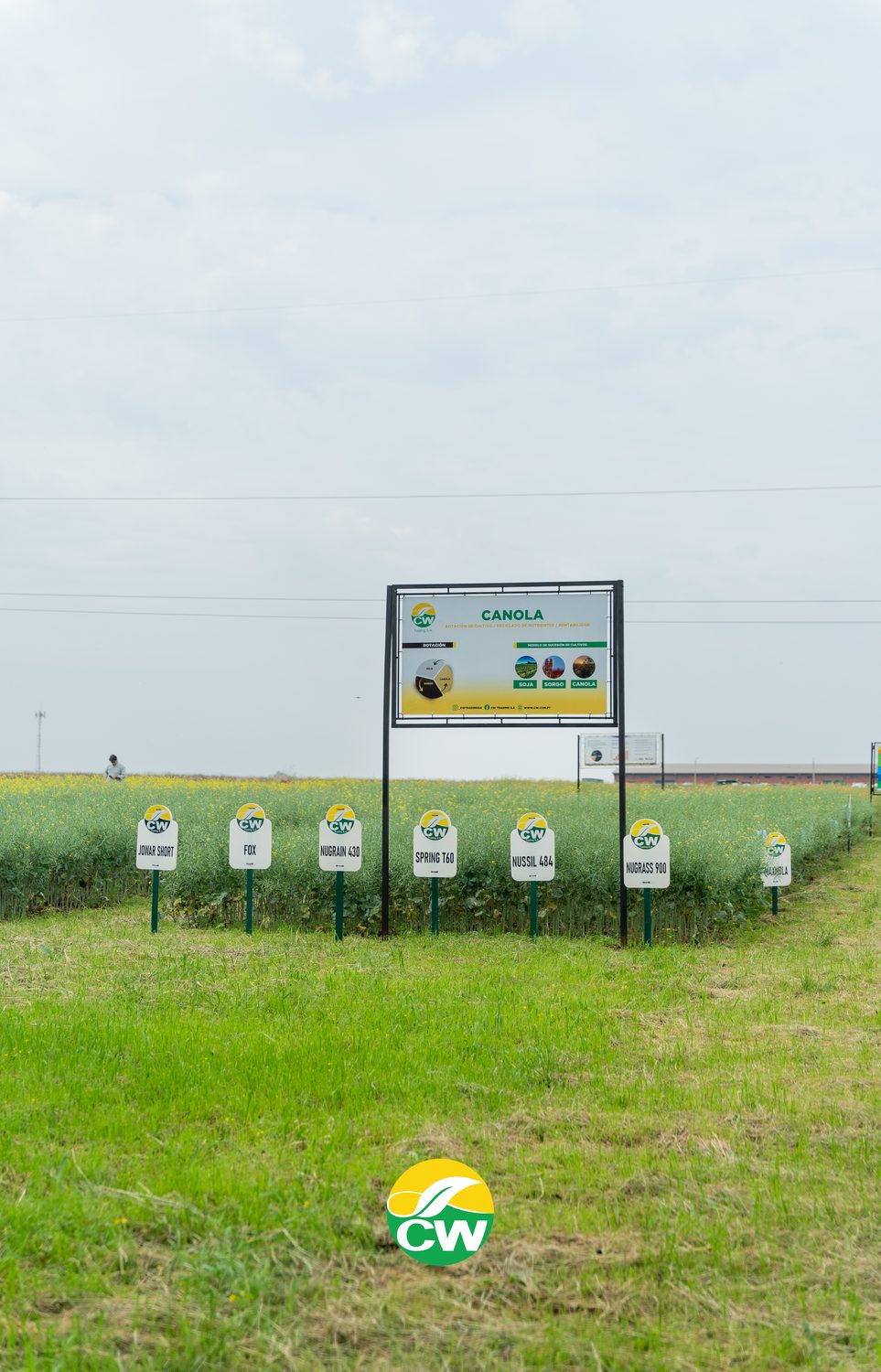 Parcela demostrativa de canola de CW Trading